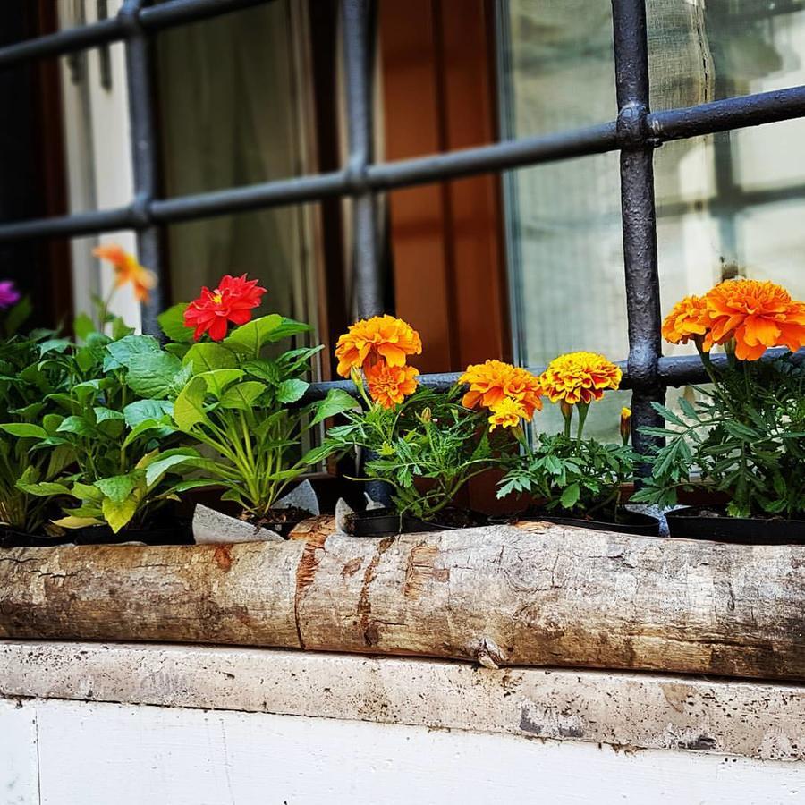 Navona Sweet Home Roma Dış mekan fotoğraf
